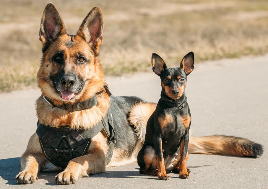 Are Big Dogs Smarter Than Small Ones