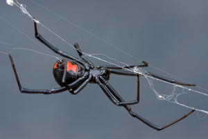 The bite of a black widow spider is poisonous to a dog. Black widow bites can kill dogs.