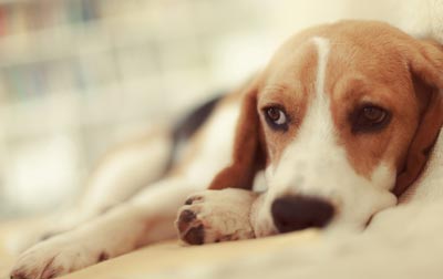 Bladder stones can cause inappropriate urination. Bladder stones in dogs can cause pain.