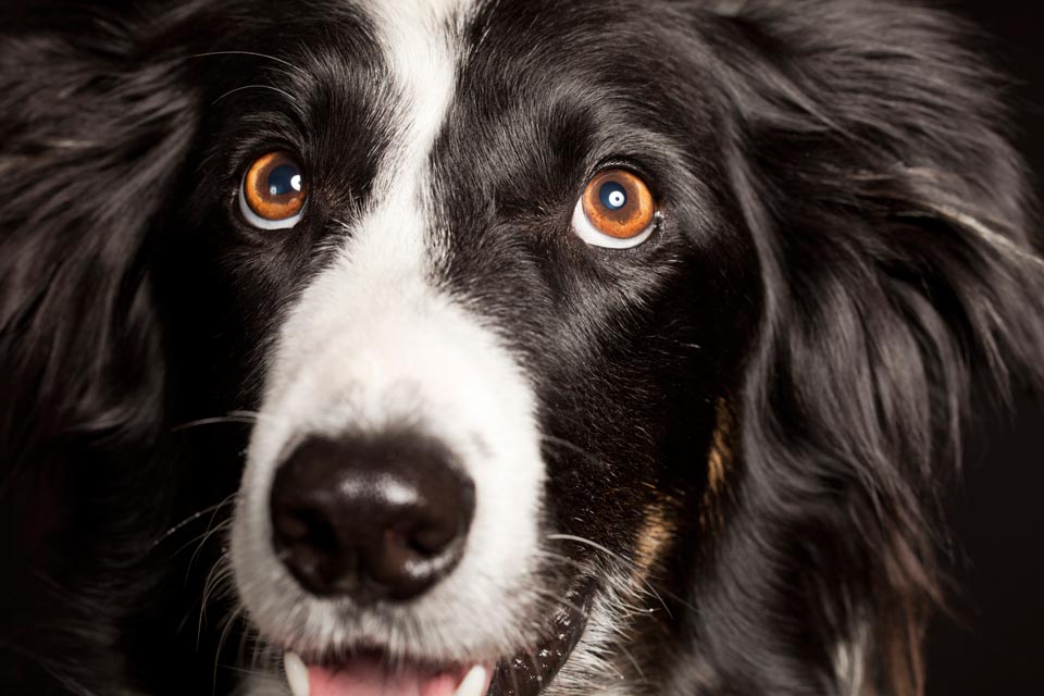 Blind dogs can live normal lives. Blind quiet eye is blindness without inflammation.