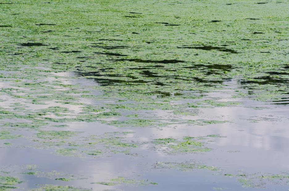 Blue-green algae can occur in any water. Blue-green algae toxicity is life-threatening.