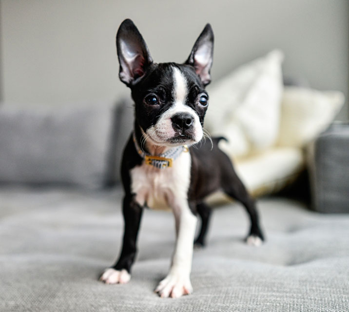 Boston terriers are small dogs with big dog personalities.