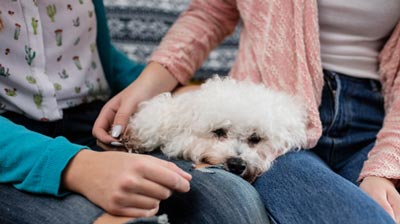 Bichons get calcium oxalate stones more often than other breeds. Calcium oxalate stones are common in dogs.