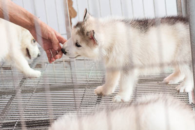 A human outbreak of intestinal bacteria has been linked to pet store puppies.