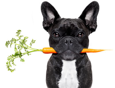 Learn whether veganism is right for your dog. Learn whether dogs need meat.