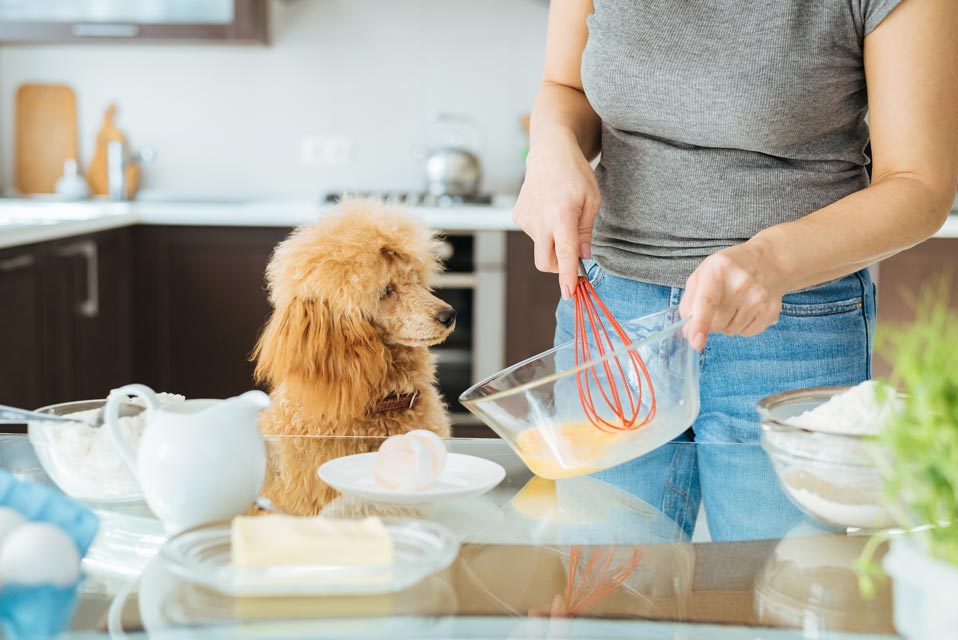 Dogs can eat cooked eggs in small amounts.