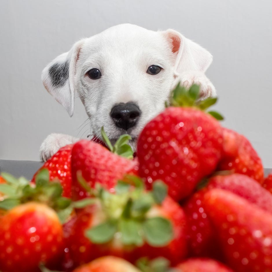 Strawberries are generally safe for dogs.