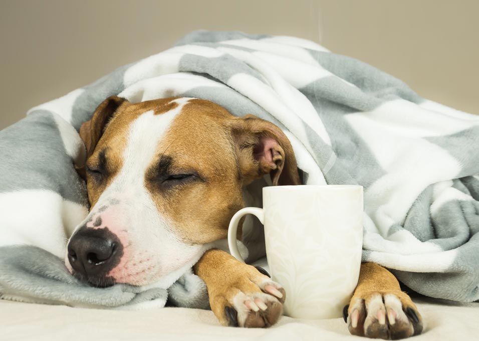 dogs catch colds