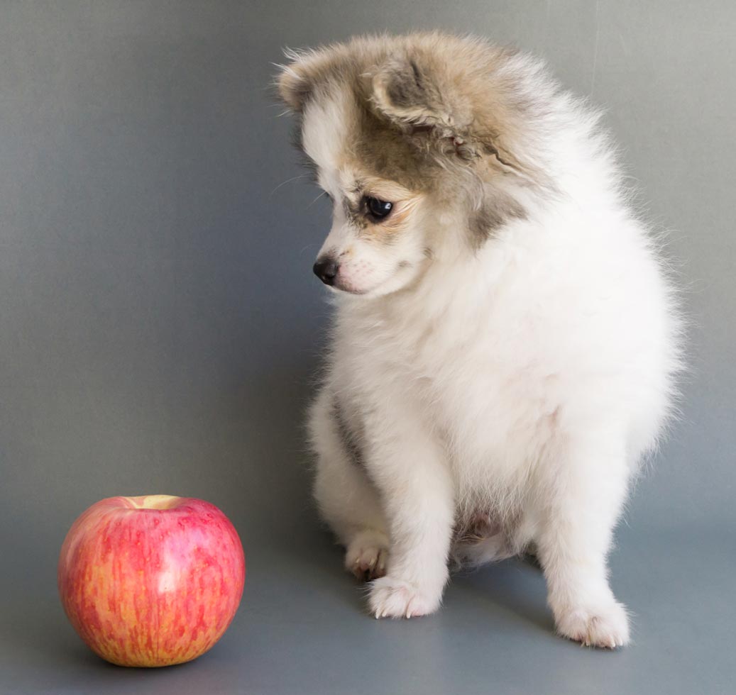 Learn whether dogs can eat apples.