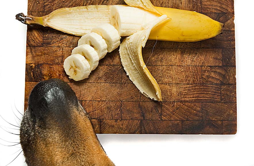 Is it OK for dogs to eat bananas?