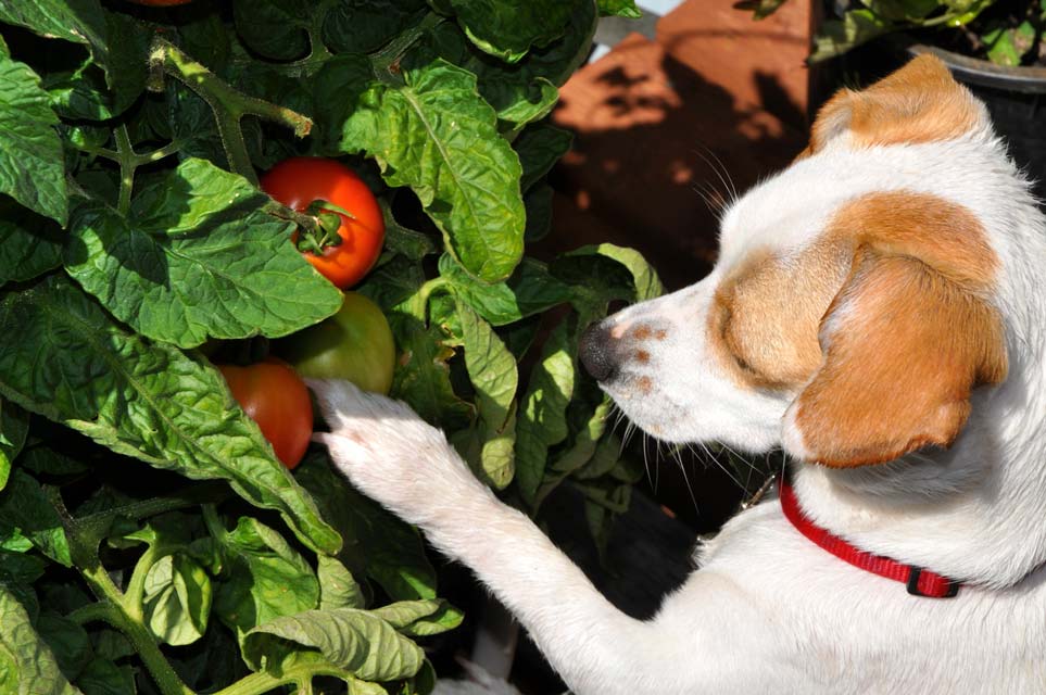 Is it ok for dogs to eat tomatoes?