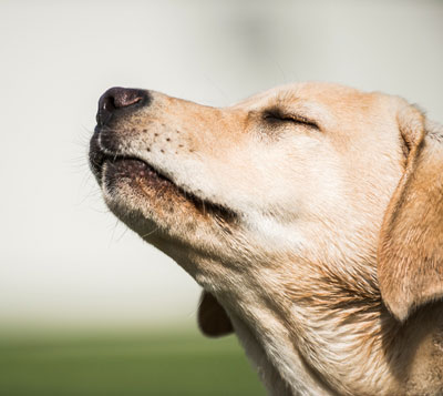 Have you heard that dogs can smell fear?