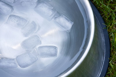 Can ice kill your dog? Is it safe to give ice to a dog?
