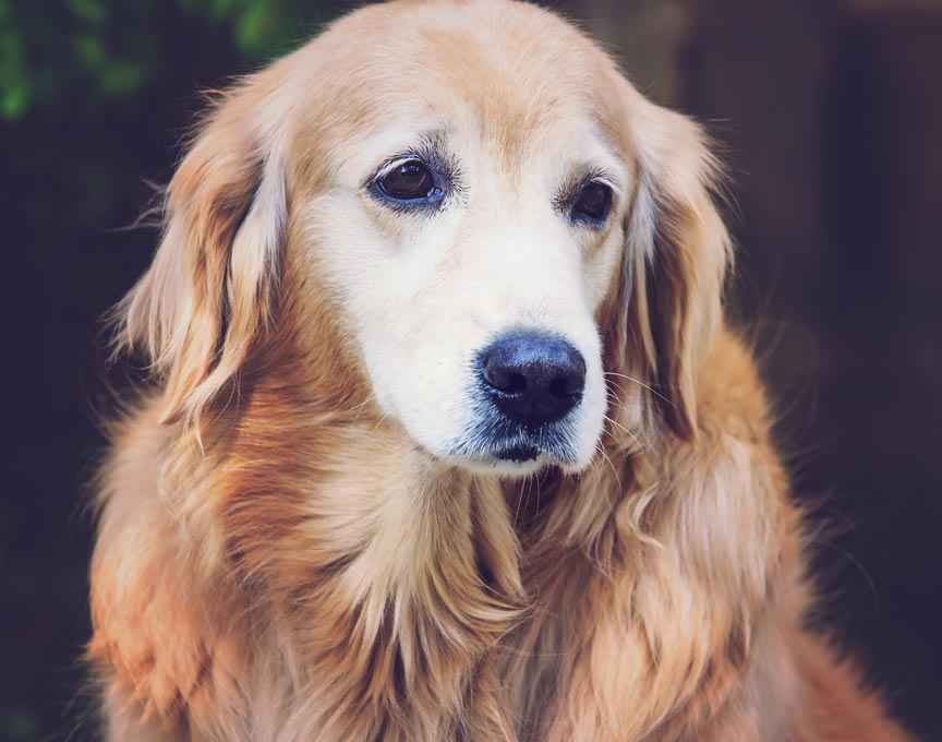 Old dogs can be gently aided in better socialization.