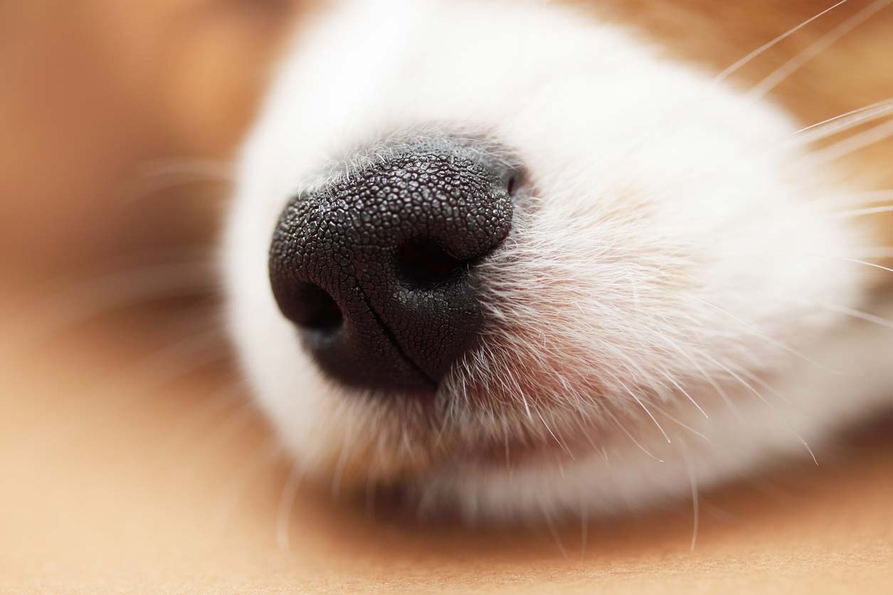 Can dogs really sniff out a person’s cancer?