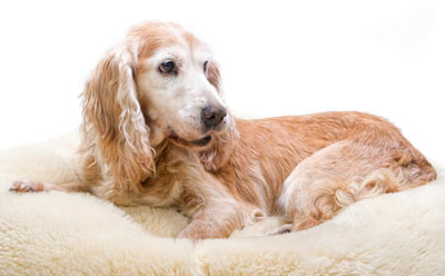 Stem cell therapy might aid arthritic dogs. Arthritic dogs might benefit from stem cell treatment.