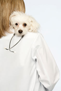 Canine influenza is extremely contagious in dogs.