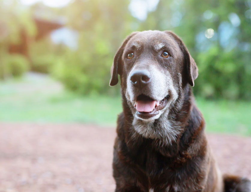 Canine meningioma is a type of brain cancer.