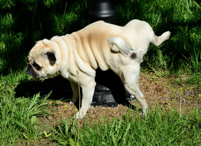 Dogs mark with urine to tell other dogs where their territory is.