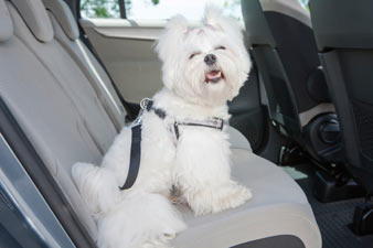 Car sickness in dogs can decrease everyone's enjoyment of car rides.