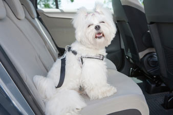 Car sickness can have various causes and treatments. Car sickness in dogs can decrease everyone's enjoyment of car rides.