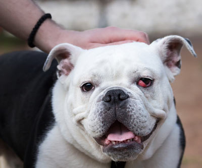 Cherry eye is more common in some dog breeds than others. A cherry eye is a prolapsed third eyelid gland in dogs.