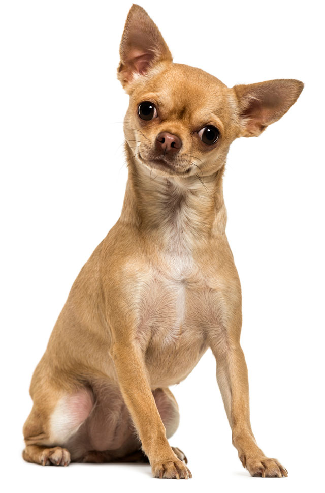 Learn some basic information about chihuahuas.