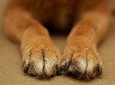 Dogs have claws. Claws and nails have different characteristics.