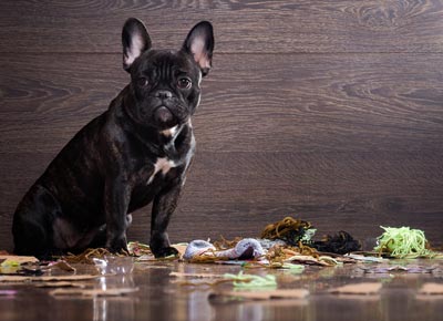 Find a list of cleaning supplies here to more easily deal with pet messes.
