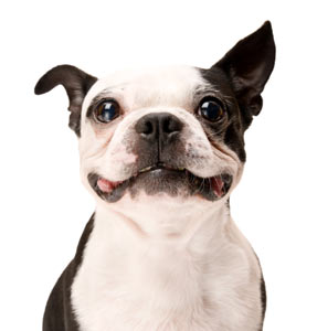 Clicker training helps dogs to remember their training better. Clicker training for dogs is fun and easy.