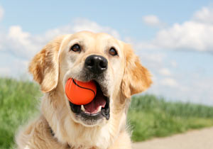 Clicker training is a great way to teach fetch.
