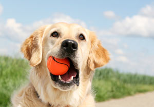 teaching a dog to play fetch