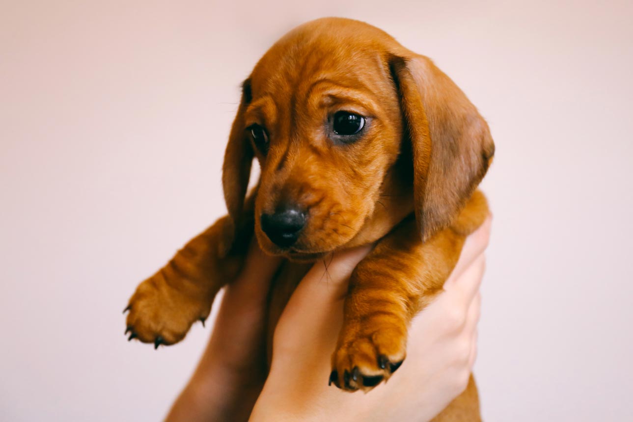 Most coccidia infections are self-limiting. Coccidia commonly affect puppies.