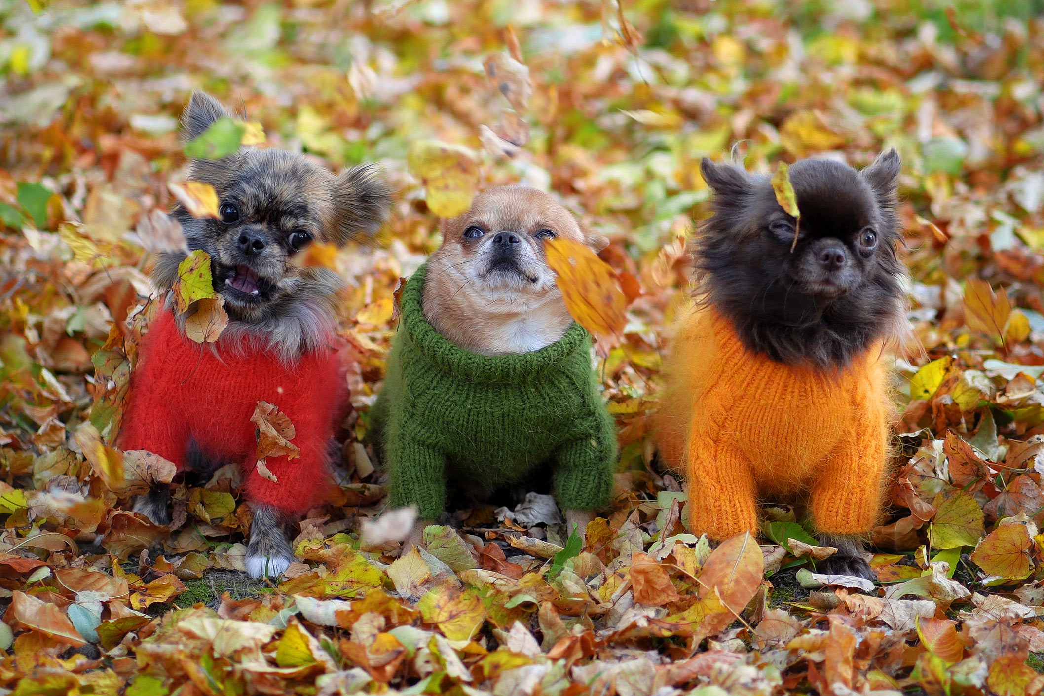 Cold weather care for your dog Cold weather care for your dog