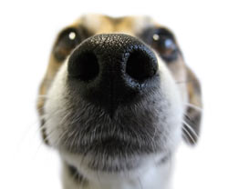 Is a healthy dog's nose always wet?