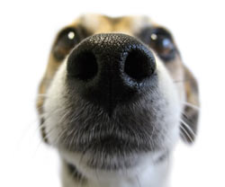 what does it mean if dogs nose is dry