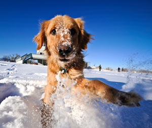Keep your arthritic dog more comfortable during the winter.