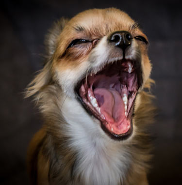 Collapsing trachea affects small breed dogs.