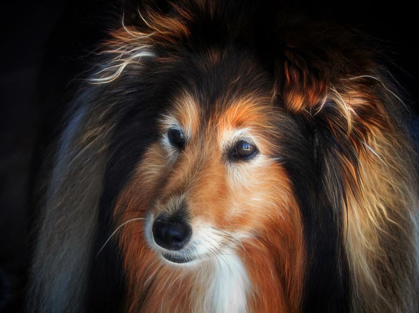 Collies and related breeds may inherit collie eye anomaly.