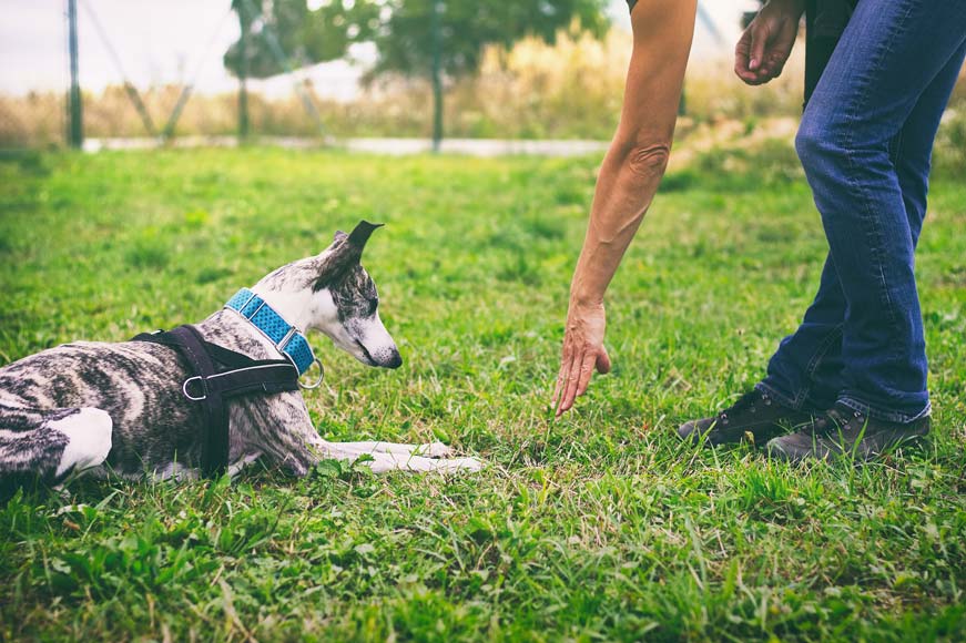 These three dog commands can be the difference between life and death.
