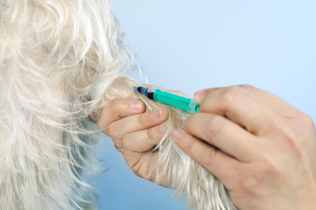 Dog having blood drawn in vet clinic.