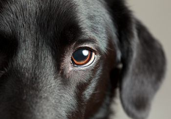 Dogs suffer from some common eye conditions.