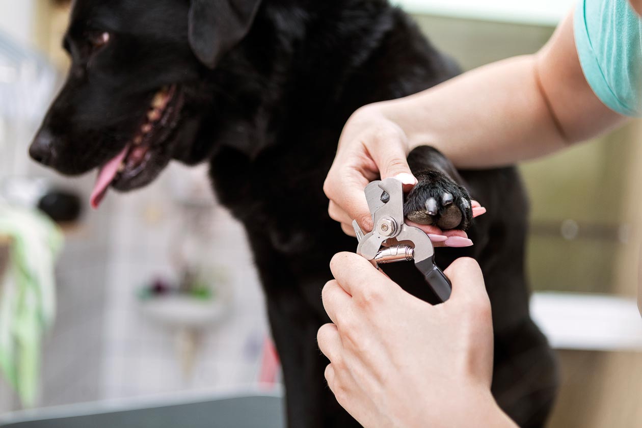Learn how to get your dog to cooperate for these common care items.