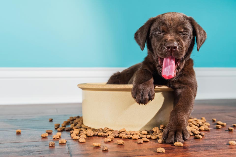 Avoid these common feeding mistakes for your dog.