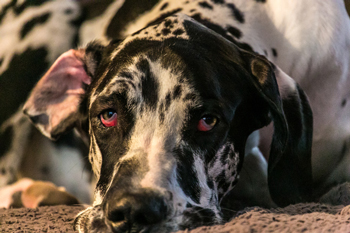 RÃ©sultat de recherche d'images pour "pink-eye-in-dogs"