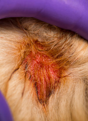 Contact dermatitis can cause red, irritated spots on a dog’s skin.