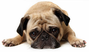 Dogs and Stress Dog Separation Anxiety