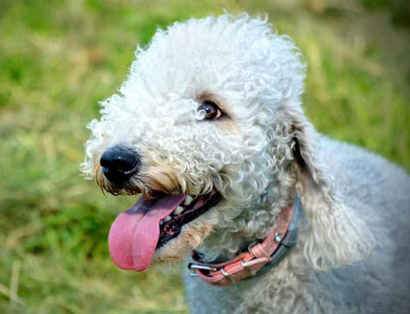 Copper hepatopathy is genetic in Bedlington terriers.