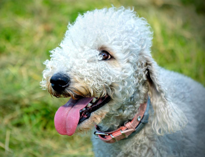 Copper hepatopathy can lead to liver failure. Copper hepatopathy is genetic in Bedlington terriers.