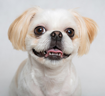Corneal Ulcers In Dogs